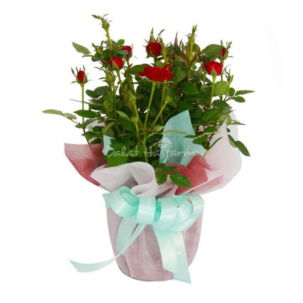 Chậu Giấy Gói Hoa Hồng 038