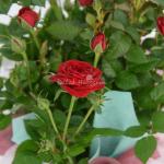 Chậu Giấy Gói Hoa Hồng 038