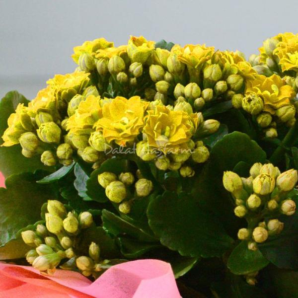 Chậu Giấy Gói Hoa Sống Đời 047