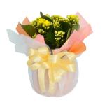 Chậu Giấy Gói Hoa Sống Đời 047