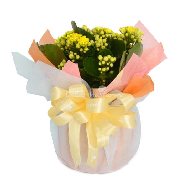 Chậu Giấy Gói Hoa Sống Đời 047