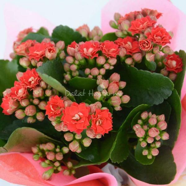 Chậu Giấy Gói Hoa Sống Đời 049