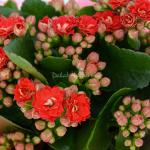 Giỏ Hoa Thiết Kế Trường Thọ 088