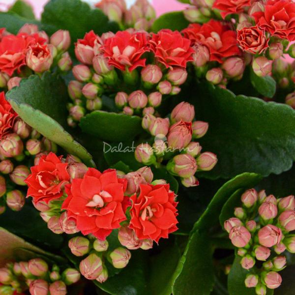 Giỏ Hoa Thiết Kế Trường Thọ 088