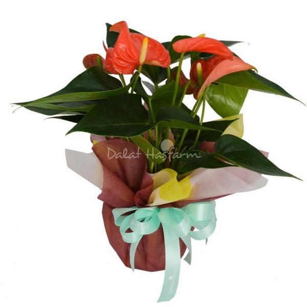 Chậu Giấy Gói Hoa Hồng Môn 040