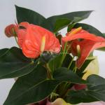 Chậu Giấy Gói Hoa Hồng Môn 040