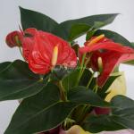 Chậu Giấy Gói Hoa Hồng Môn 039