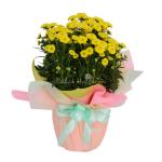 Chậu Giấy Gói Hoa Calimero 051