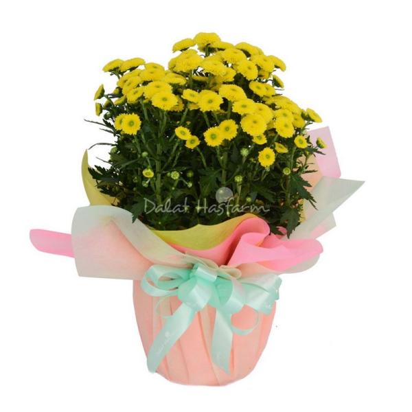 Chậu Giấy Gói Hoa Calimero 051