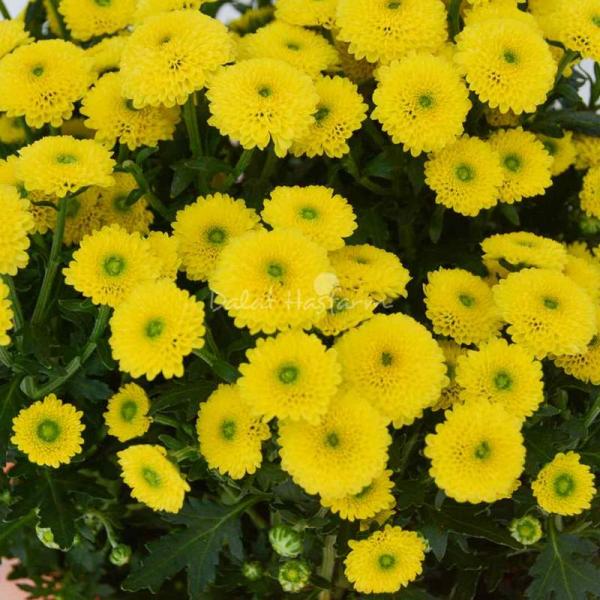 Chậu Giấy Gói Hoa Calimero 051