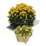 Chậu Giấy Gói Hoa Calimero 052