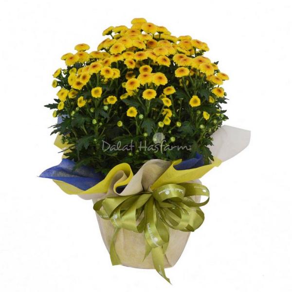 Chậu Giấy Gói Hoa Calimero 052