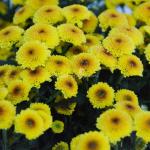 Chậu Giấy Gói Hoa Calimero 052