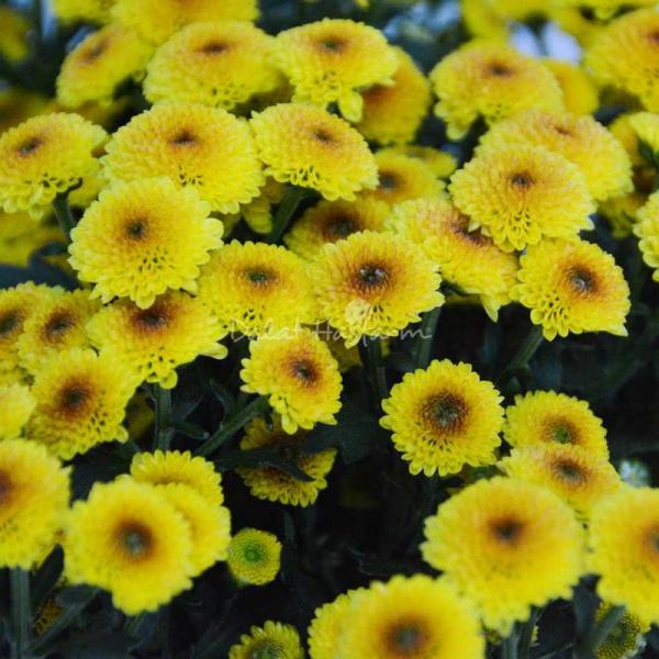 Chậu Giấy Gói Hoa Calimero 052