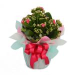 Chậu Giấy Gói Hoa Sống Đời 050