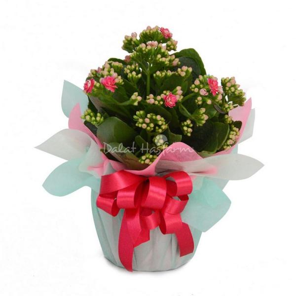 Chậu Giấy Gói Hoa Sống Đời 050