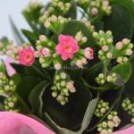 Chậu Giấy Gói Hoa Sống Đời 050