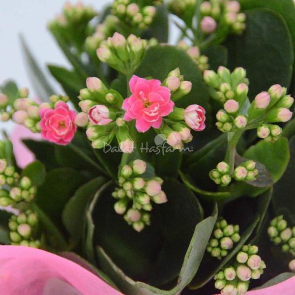 Chậu Giấy Gói Hoa Sống Đời 050