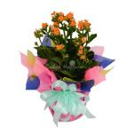 Chậu Giấy Gói Hoa Sống Đời 042