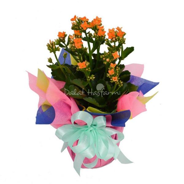 Chậu Giấy Gói Hoa Sống Đời 042