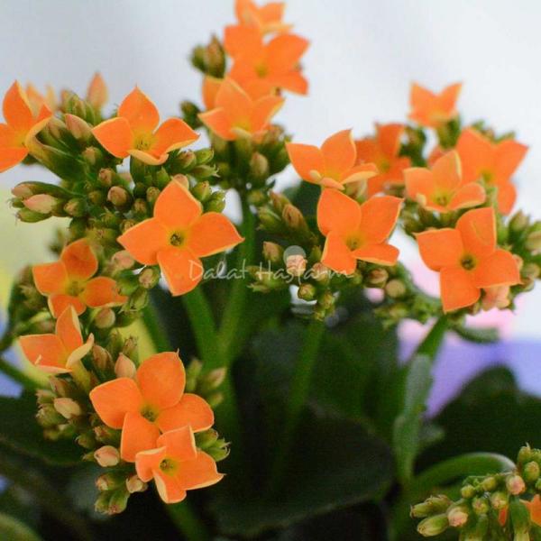 Chậu Giấy Gói Hoa Sống Đời 042