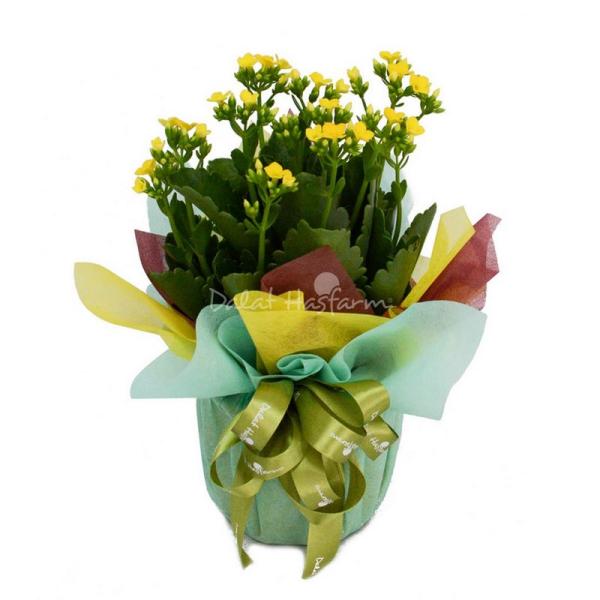 Chậu Giấy Gói Hoa Sống Đời 041