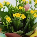 Chậu Giấy Gói Hoa Sống Đời 041