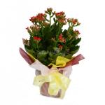 Chậu Giấy Gói Sống Đời 053