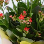 Chậu Giấy Gói Sống Đời 053