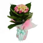 Chậu Giấy Gói Hoa Cẩm Tú Cầu 035