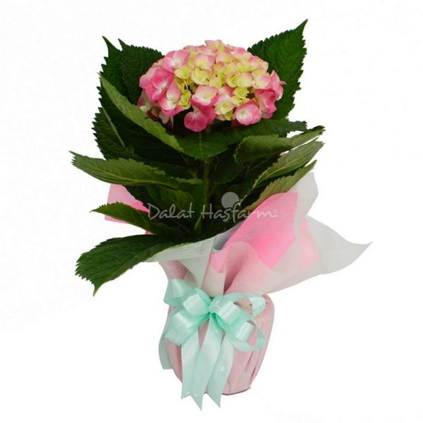 Chậu Giấy Gói Hoa Cẩm Tú Cầu 035