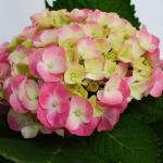 Chậu Giấy Gói Hoa Cẩm Tú Cầu 035