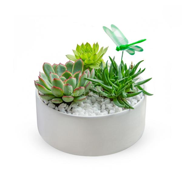 Chậu Cây Xanh Thiết Kế Đồng Xanh 098