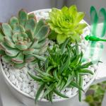 Chậu Cây Xanh Thiết Kế Đồng Xanh 098