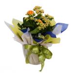 Chậu Giấy Gói Hoa Sống Đời 048