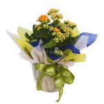 Chậu Giấy Gói Hoa Sống Đời 050