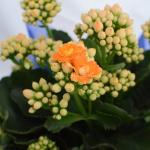 Chậu Giấy Gói Hoa Sống Đời 048