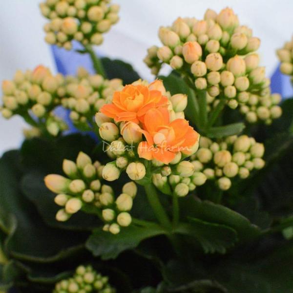 Chậu Giấy Gói Hoa Sống Đời 048