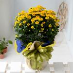 Chậu Giấy Gói Hoa Calimero 052