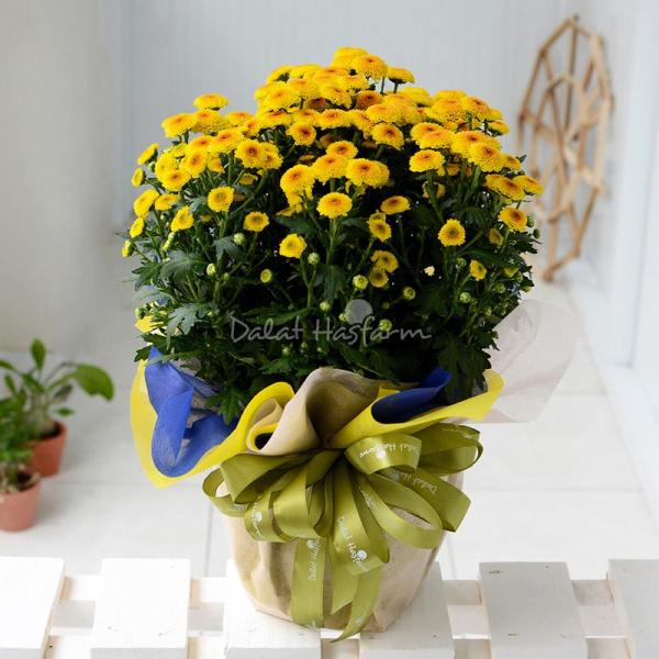 Chậu Giấy Gói Hoa Calimero 052