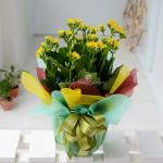 Chậu Giấy Gói Hoa Sống Đời 041