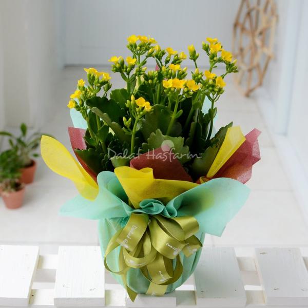 Chậu Giấy Gói Hoa Sống Đời 041