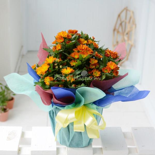 Chậu Giấy Gói Hoa Cúc trung 043