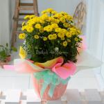 Chậu Giấy Gói Hoa Calimero 051