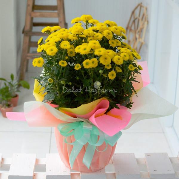 Chậu Giấy Gói Hoa Calimero 051