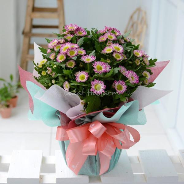 Chậu Giấy Gói Hoa Cúc Trung 045