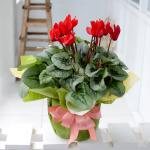 Chậu Giấy Gói Hoa Anh Thảo 036