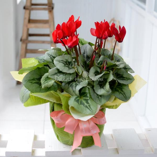 Chậu Giấy Gói Hoa Anh Thảo 036