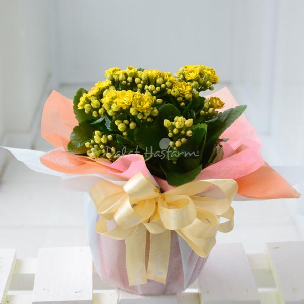 Chậu Giấy Gói Hoa Sống Đời 047