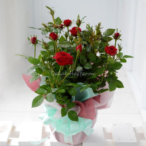 Chậu Giấy Gói Hoa Hồng 038